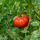 STUMP OF THE WORLD TOMATO