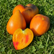 SERGENT PEPPER BICOLORE