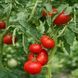 SIBERIAN TREND TOMATO