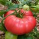 STRIPES OF SYRNATH TOMATO