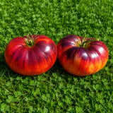 INDIGO QUEEN TOMATO