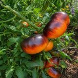 LUCID GEM TOMATO