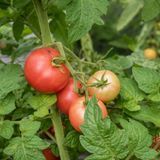 DWARF PINK OPAL TOMATO