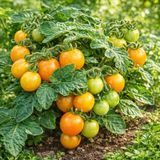 MICRO DWARF ORANGE DREAM TOMATO