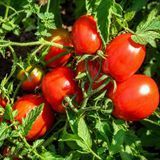 SARMAT TOMATO