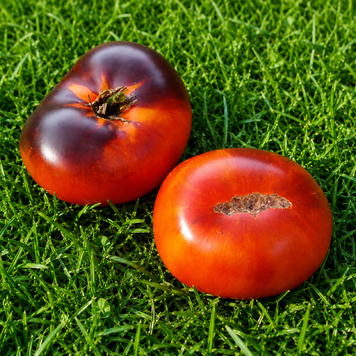 ANANAS BLUE TOMATO
