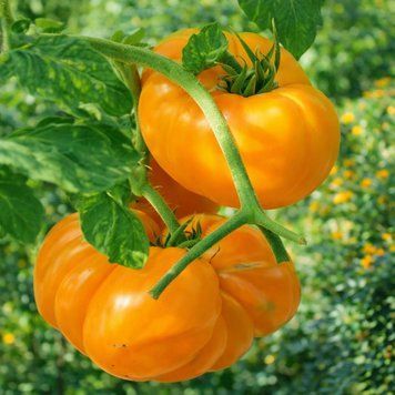 JUMBO JIM ORANGE TOMATO