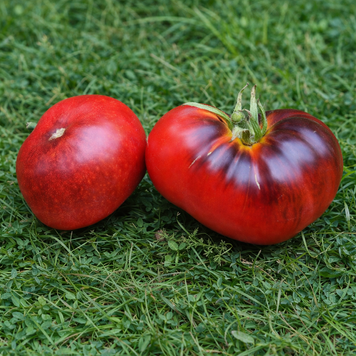 RED LANTERNS ARE BURNING TOMATO