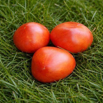 SUGAR HEART TOMATO