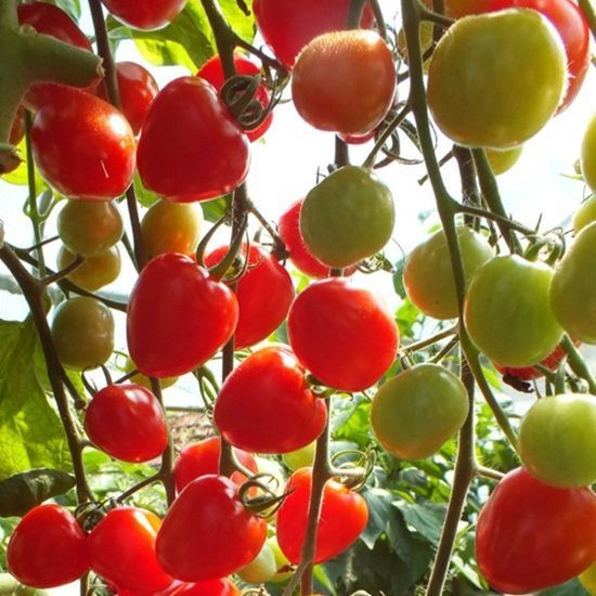 ТОМАТОБЕРРИ (TOMATOBERRY) ТОМАТ