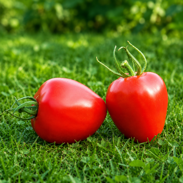 TOMATOBERRY POMIDOR