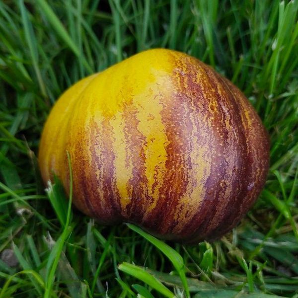 VERY SWEET BLUES TOMATO