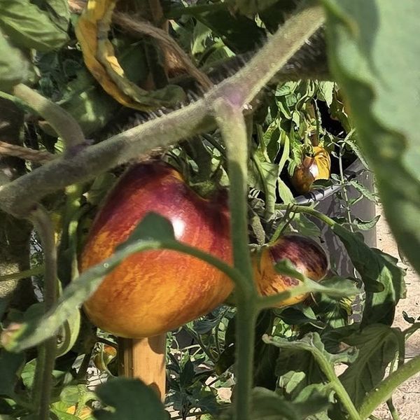VERY SWEET BLUES TOMATO
