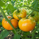 ORANGE JAZZ TOMATO
