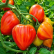 SUGAR HEART TOMATO