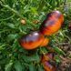 LUCID GEM TOMATO