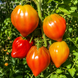 ANGEL'S SOUL TOMATO