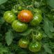 BROWN FLESH JUMBO TOMATO