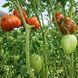 EVERETTS RUSTY OXHEART TOMATO
