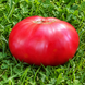 LITHUANIAN TOMATO