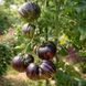 MARSHA'S STARFIGHTER BEEFSTEAK TOMATO