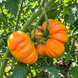 ORANGE ACCORDION ТОМАТO