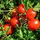 SARMAT TOMATO