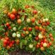 SEVEN DWARFS TOMATO