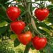 TOMATOBERRY TOMATO