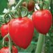 ТОМАТОБЕРІ (TOMATOBERRY) ТОМАТ