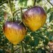 VERY SWEET BLUES TOMATO