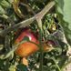 VERY SWEET BLUES TOMATO