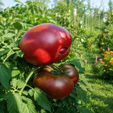 DIETARY CHAMPION TOMATO
