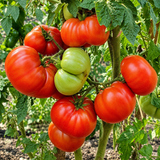 DWARF SLEEPING LADY TOMATO