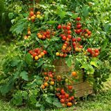 AMPELOUS CHERRY WATERFALL TOMATO