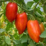 BELLA TOMATO
