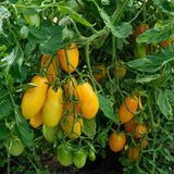 BORGHESE VASE ROMAN TOMATO