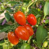 CHERRY YUBBI TOMATO