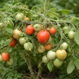 FUZZY WUZZY TOMATO