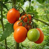 PLOVDIV KAROTINKA TOMATO