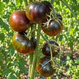 TATYANA&rsquo;S YAKHONT TOMATO