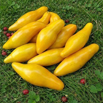 BANANU TOMATO