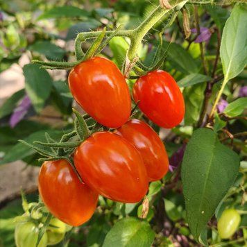 CHERRY YUBBI TOMATO