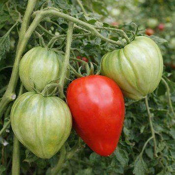 RED COMBS TOMATO