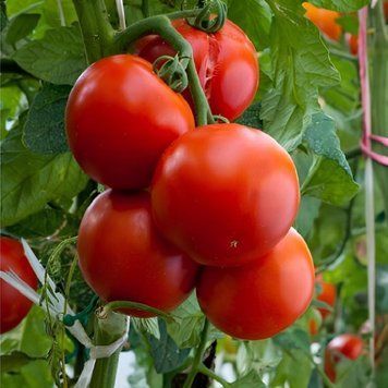 TOMATEN BAUM TOMATO