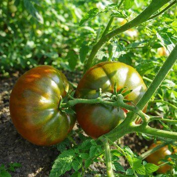 WATERMELON BLACK TOMATO