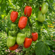 DIX DOIGTS DE NAPLES TOMATO