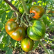 HEART OF SURPRISE TOMATO