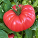 MEXICO TOMATO