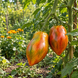 GREEN TULIP TOMATO